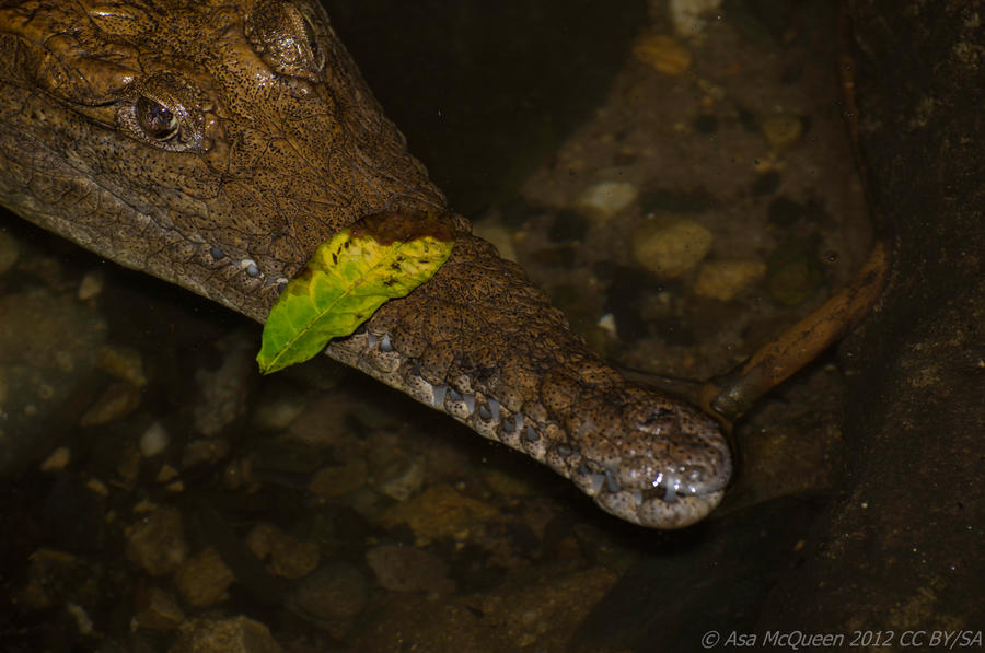 Australia Crocodile