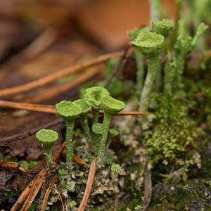 Lichen