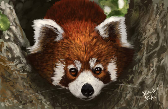 Red Panda Study