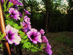 the beautiful flower purple