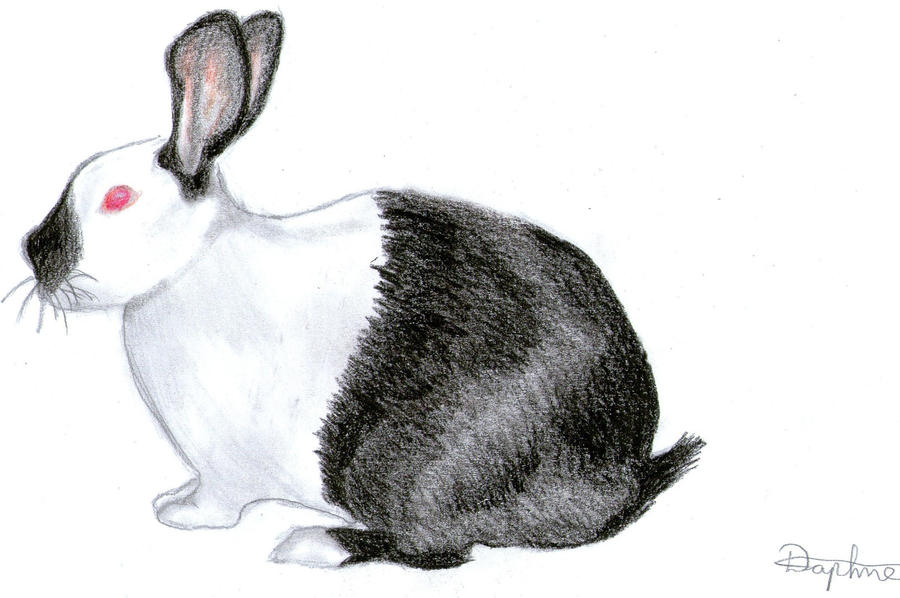 rabit for school by shintla on DeviantArt