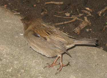 Sparrow Stock 2