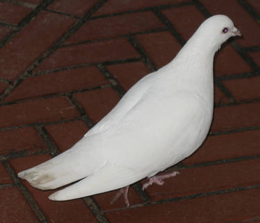 White Dove Stock 2