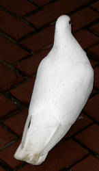 White Dove Stock 4