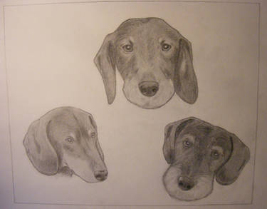 Dachshund Portrait