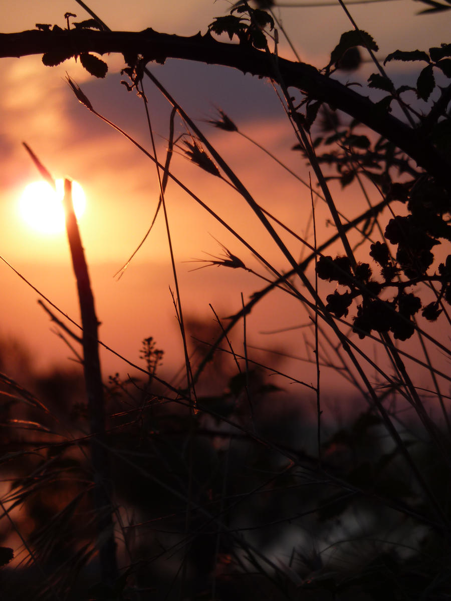 sun on a stick