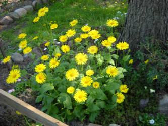 Yellow flowers