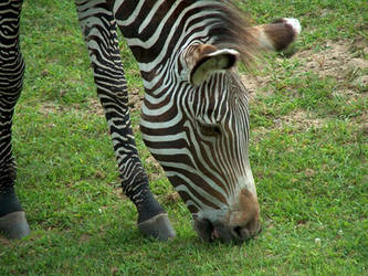 Young Zebra