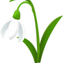 Snowdrop-flower