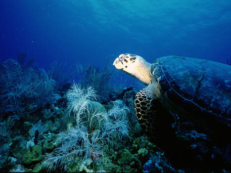 hawksbill turtle taking a look