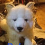 My signature arctic fox lookalike before make-over