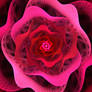 Cracklin Cabbage Rose