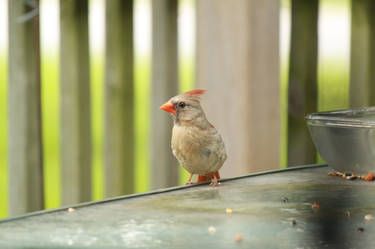 Juvenile Cardinal with crest