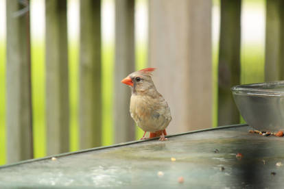 Juvenile Cardinal with crest