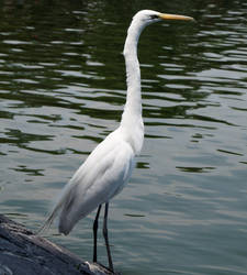 Garza en Chapultepec