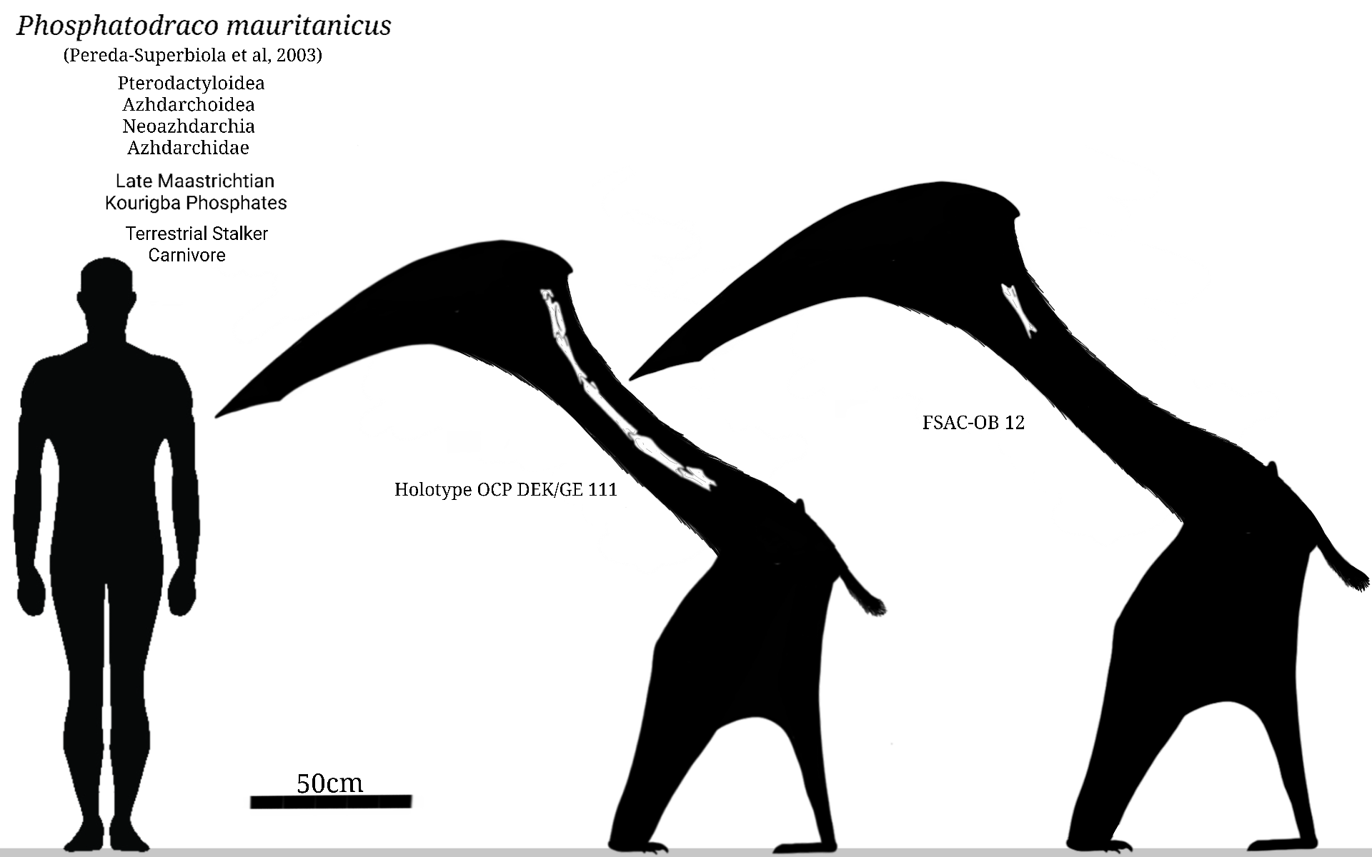 Pterosaurs of the Phosphates - Phosphatodraco by CJCroen on DeviantArt