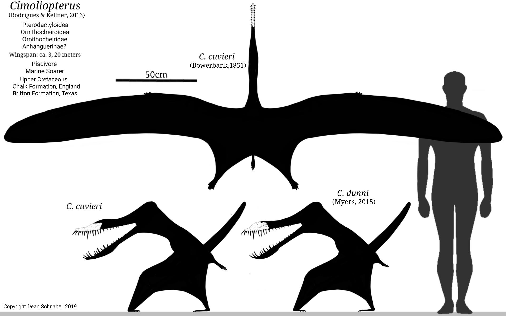 Pterodactylus Skeletal by SassyPaleoNerd on DeviantArt