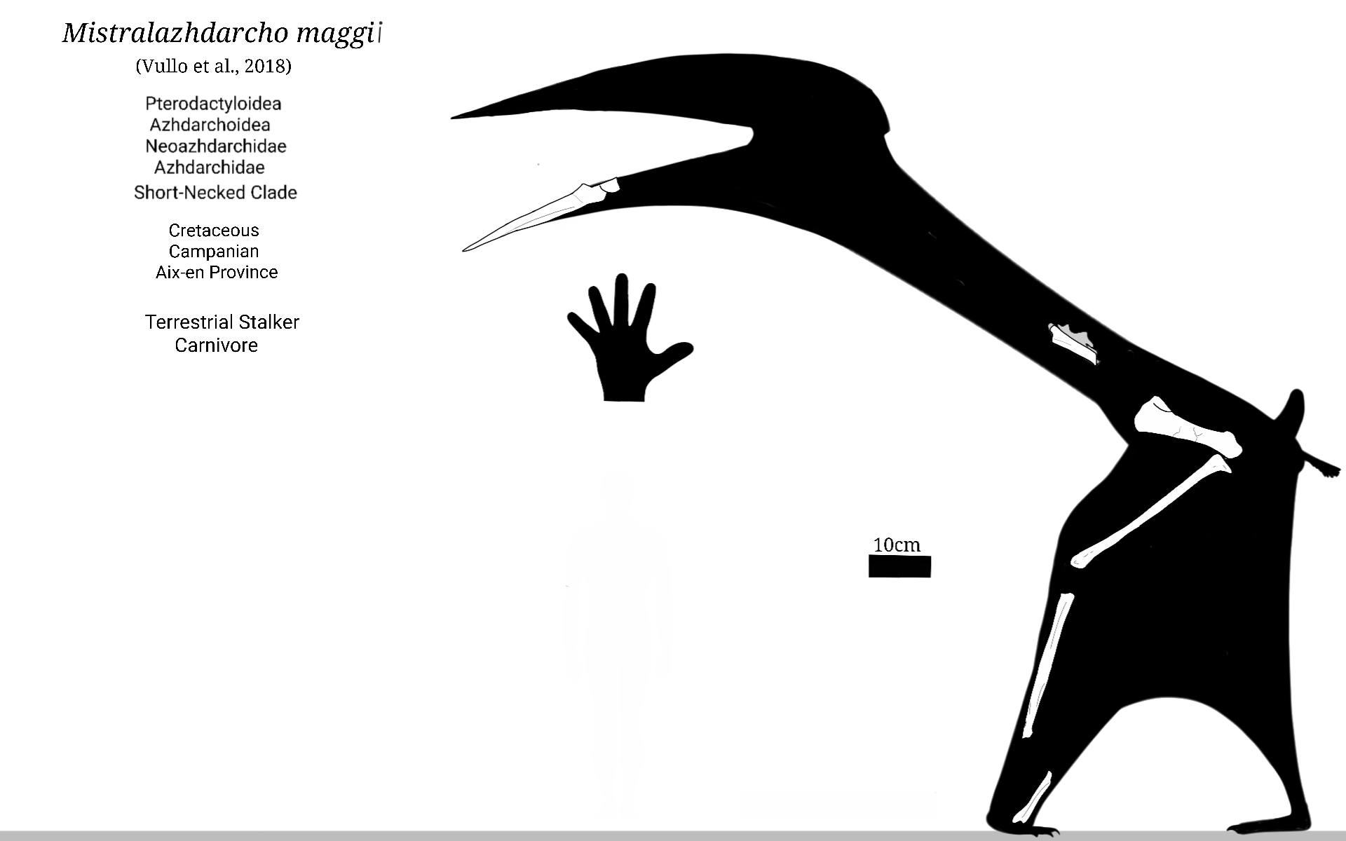 Pterodactylus Skeletal by SassyPaleoNerd on DeviantArt