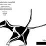 Carniadactylus Skeletal