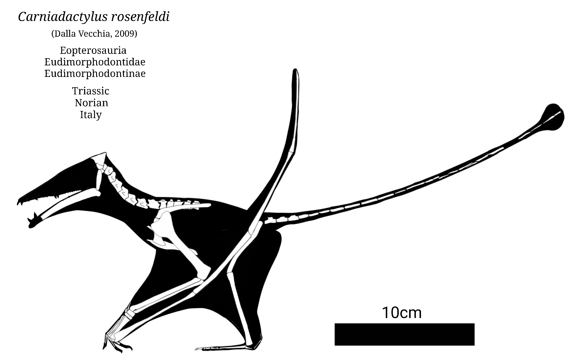 Pterodactylus Skeletal by SassyPaleoNerd on DeviantArt