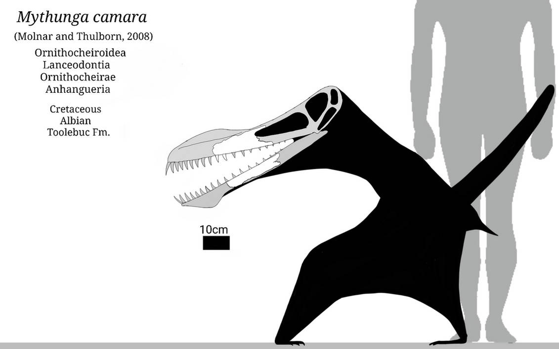 Mythunga Mythunga Skeletal Schematic by SassyPaleoNerd on DeviantArt
