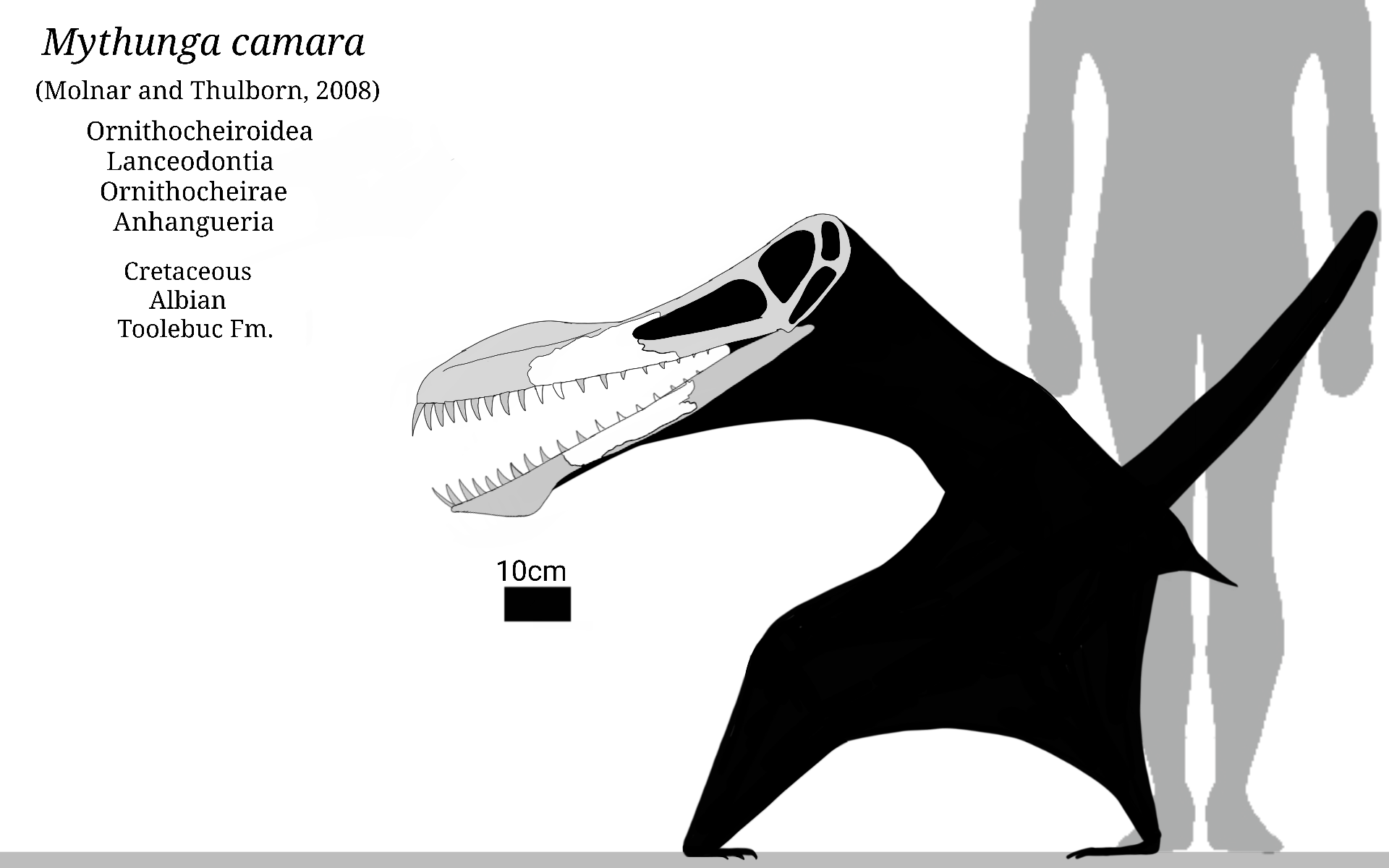Mythunga Mythunga Skeletal Schematic by SassyPaleoNerd on DeviantArt