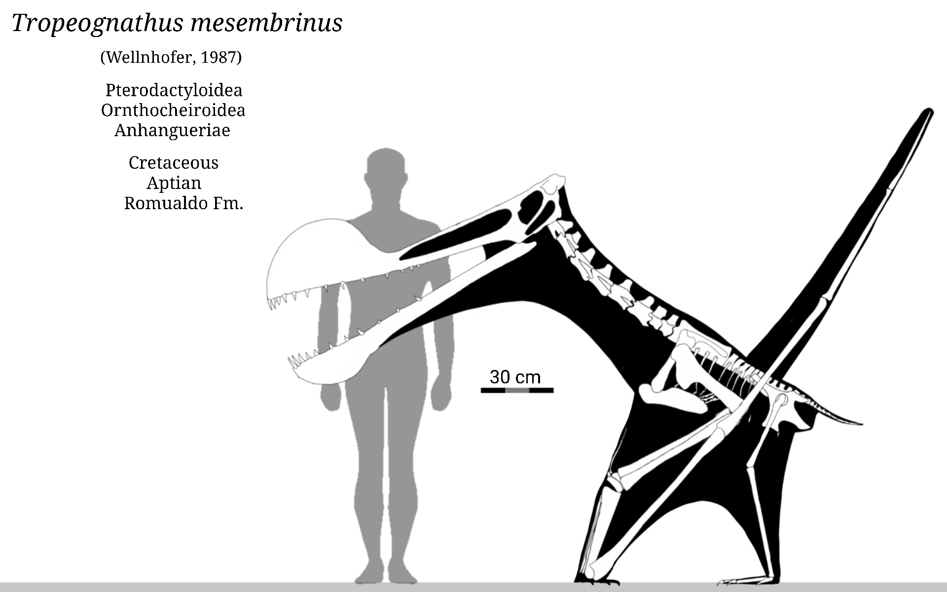 Tropeognathus Skeletal by SassyPaleoNerd on DeviantArt