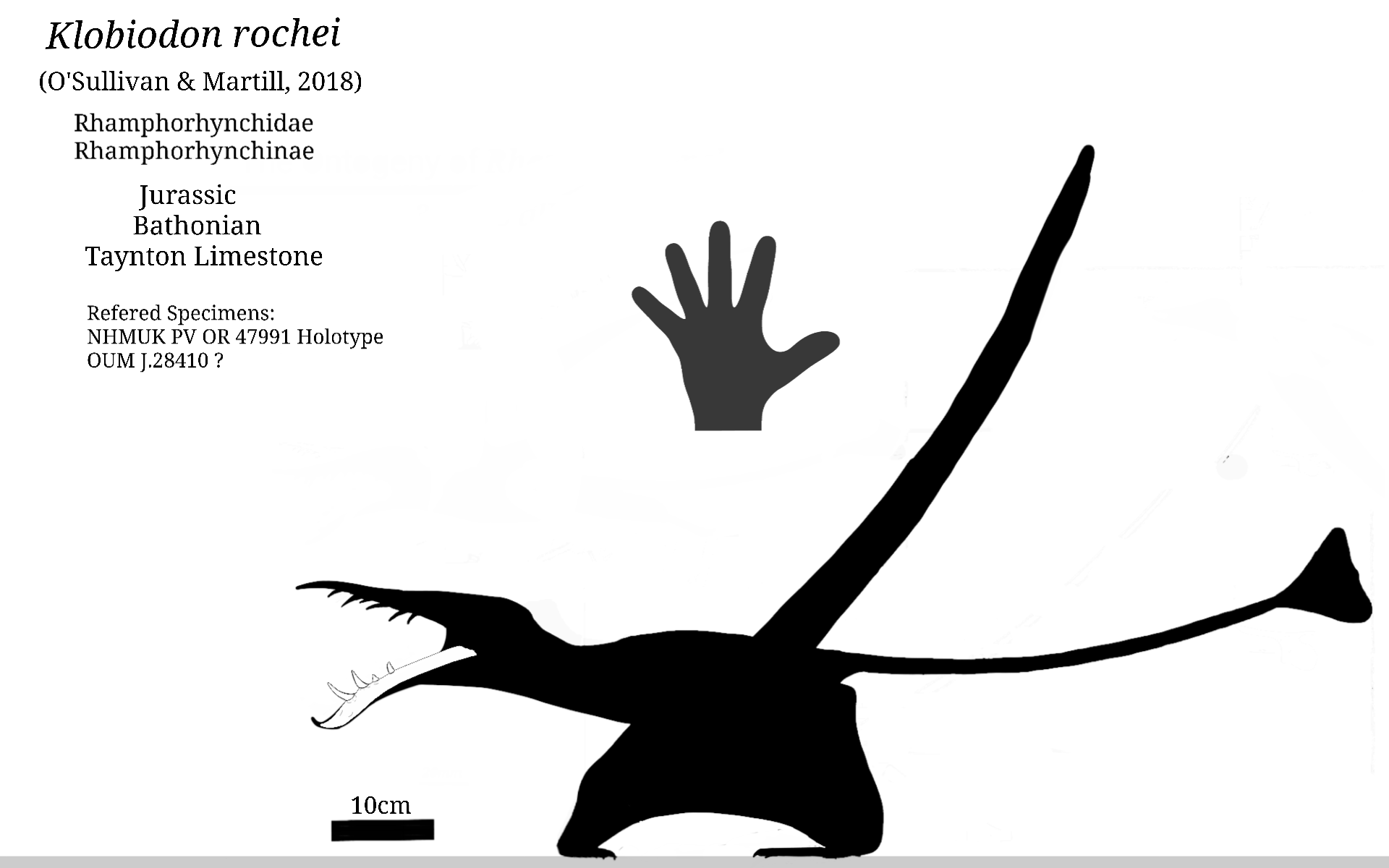 Pterodactylus Skeletal by SassyPaleoNerd on DeviantArt