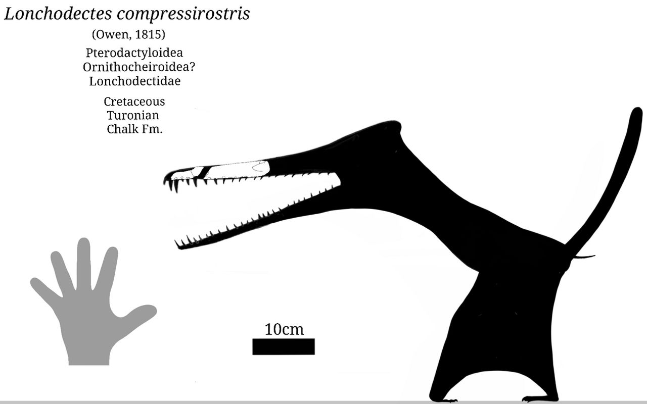 Lonchodectes Skeletal by SassyPaleoNerd on DeviantArt