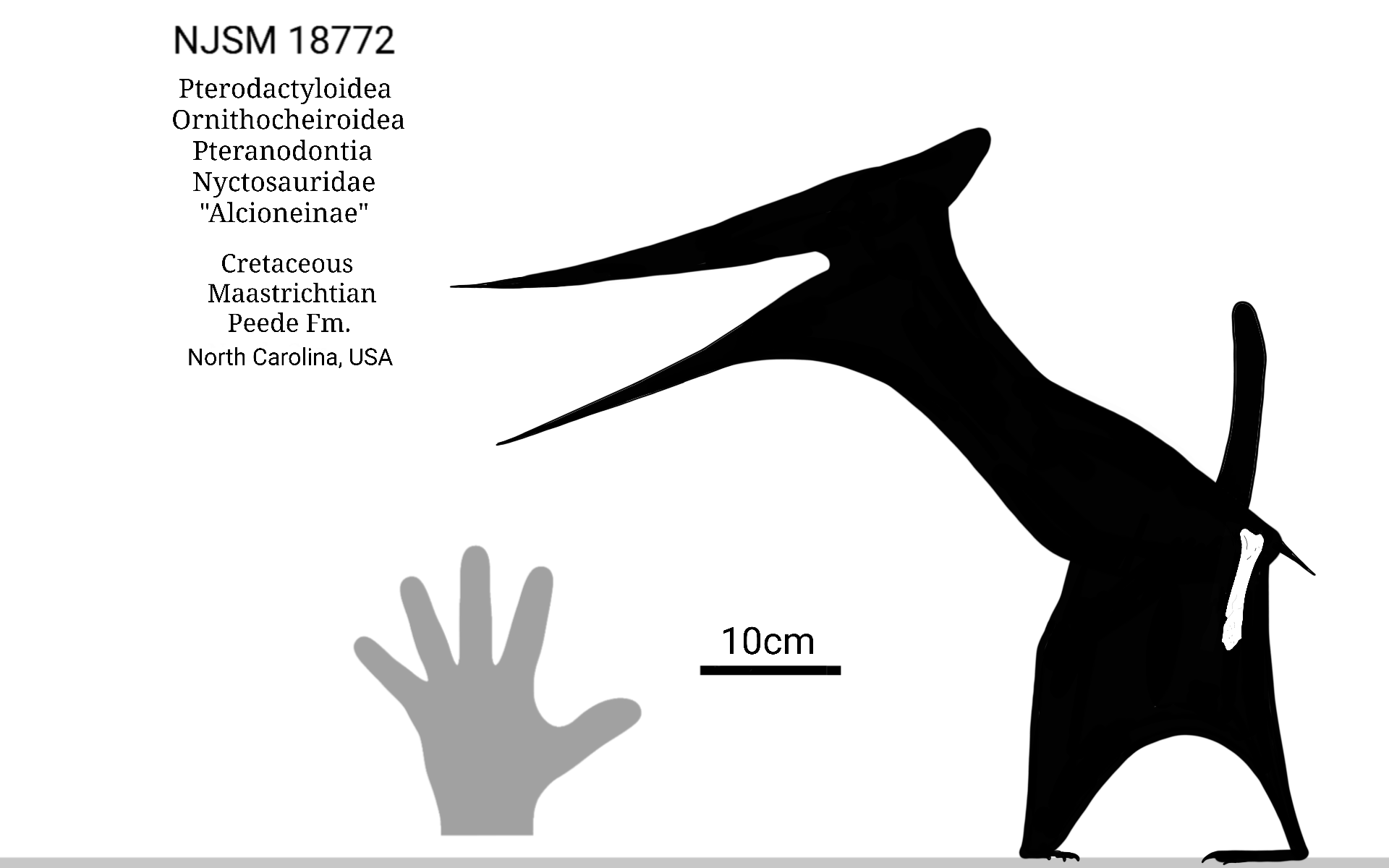 Pterodactylus Skeletal by SassyPaleoNerd on DeviantArt