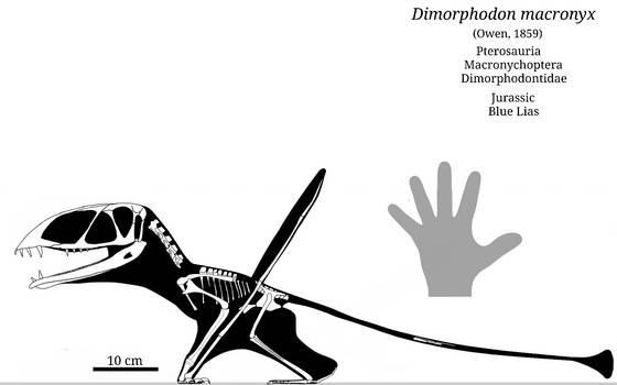Explore the Best Dimorphodon Art | DeviantArt