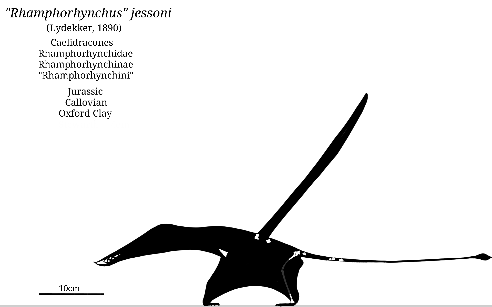Pterodactylus Skeletal by SassyPaleoNerd on DeviantArt