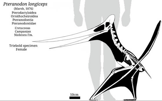Pterodactylus Skeletal by SassyPaleoNerd on DeviantArt