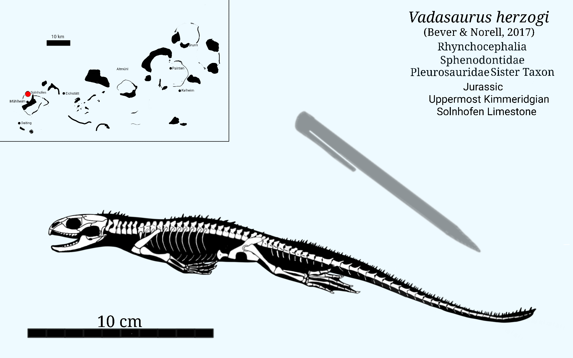 Vadasaurus skeletal by SassyPaleoNerd on DeviantArt