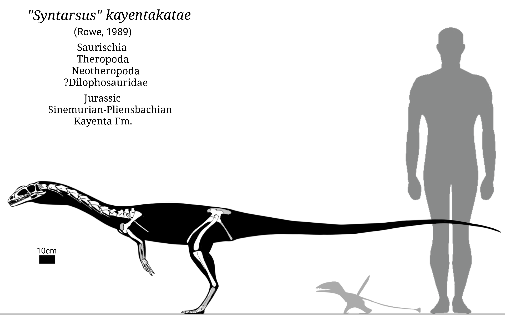 Syntares Syntarsus Skeletal by SassyPaleoNerd on DeviantArt