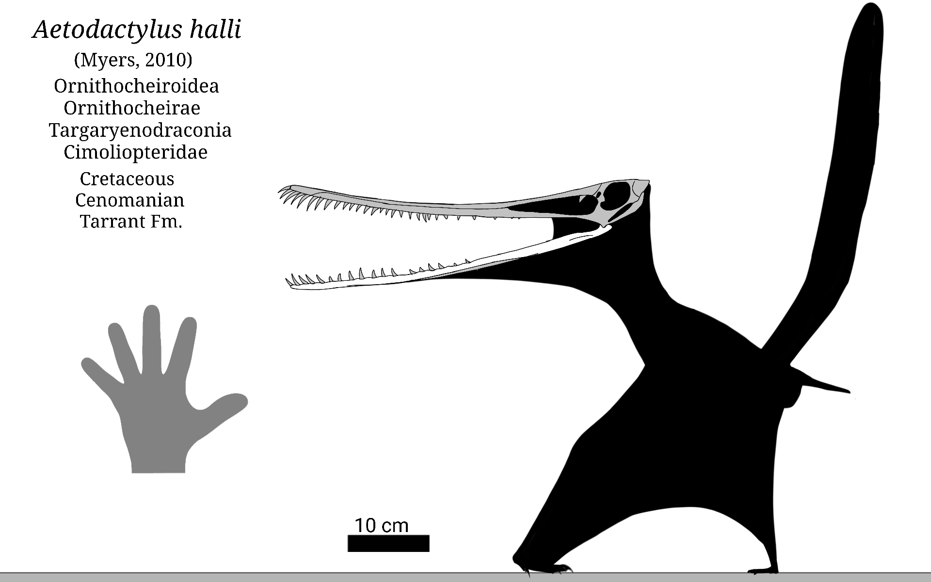 Pterodactylus Skeletal by SassyPaleoNerd on DeviantArt