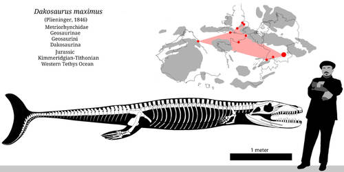 Dakosaurus Skeletal
