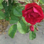 red rose 