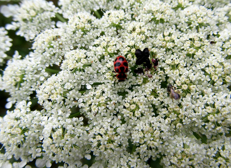 Red, Black, and White