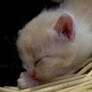 Sleepytime Kitten