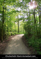 Forest path