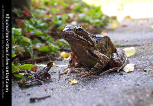 Toad stock