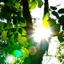 Sun Through the Leaves