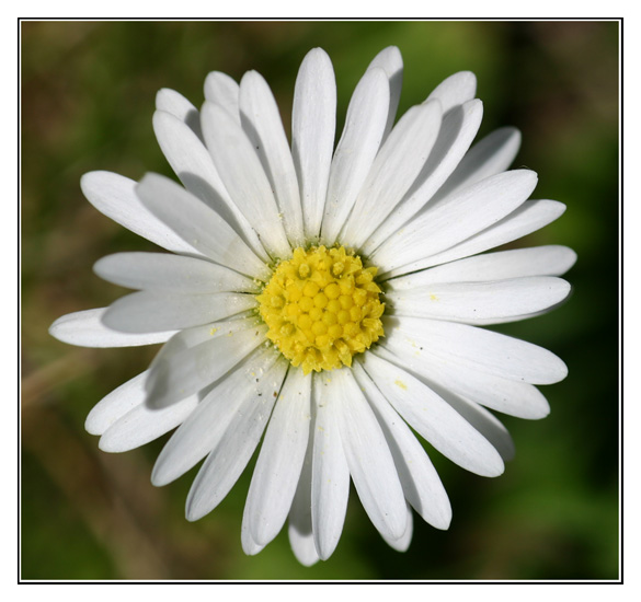 Tiny Flower