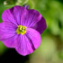 Purple Flower