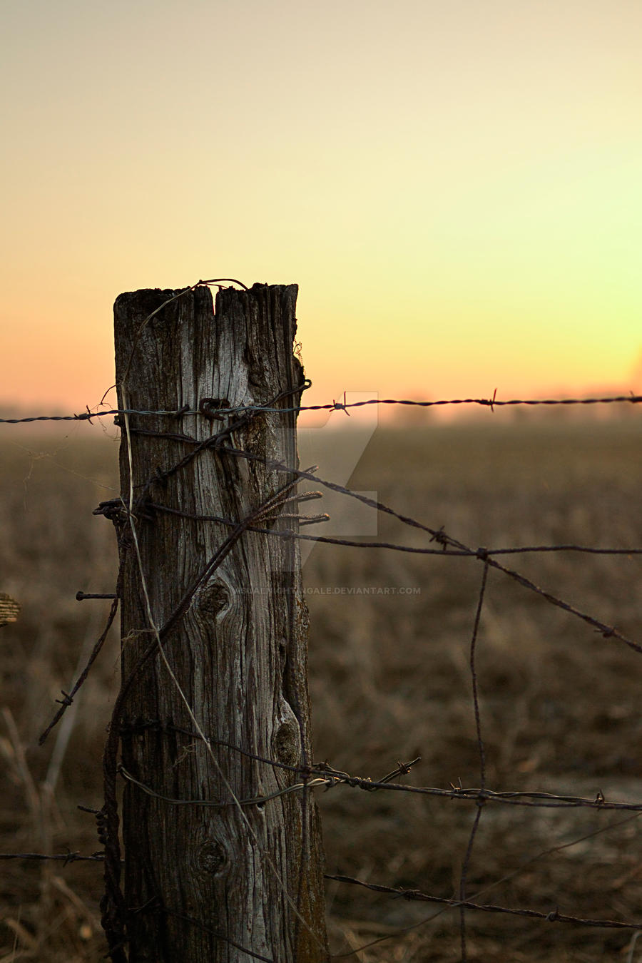 Fencepost at Sunrise