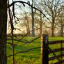 Morning Meadow