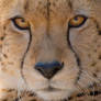 Cheetah close up