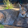 Lynx- Wild Wonders Rescue2