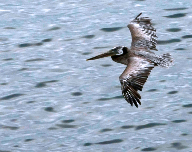 La Jolla cove- Pelican glide